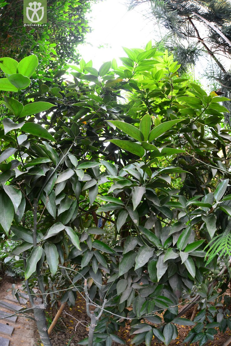 兰屿肉桂(cinnamomum kotoense) (0).jpg 相邻时间拍摄的照片      张