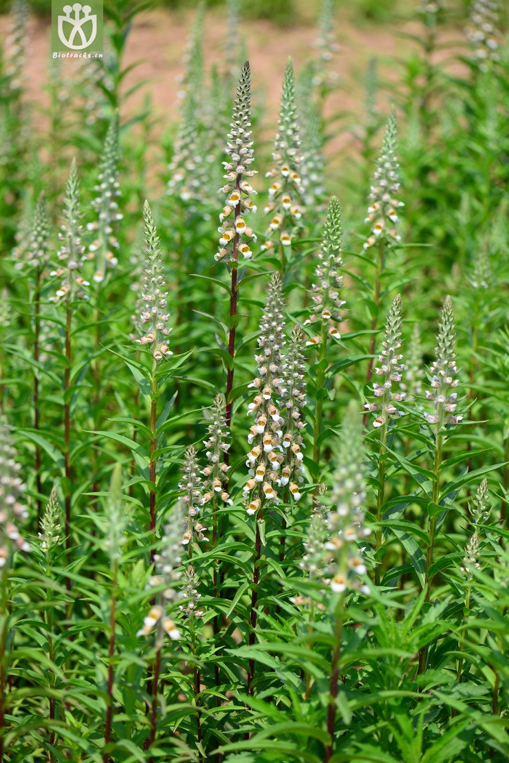 狭叶毛地黄(digitalis lanata) (5).jpg 相邻时间拍摄的照片      张