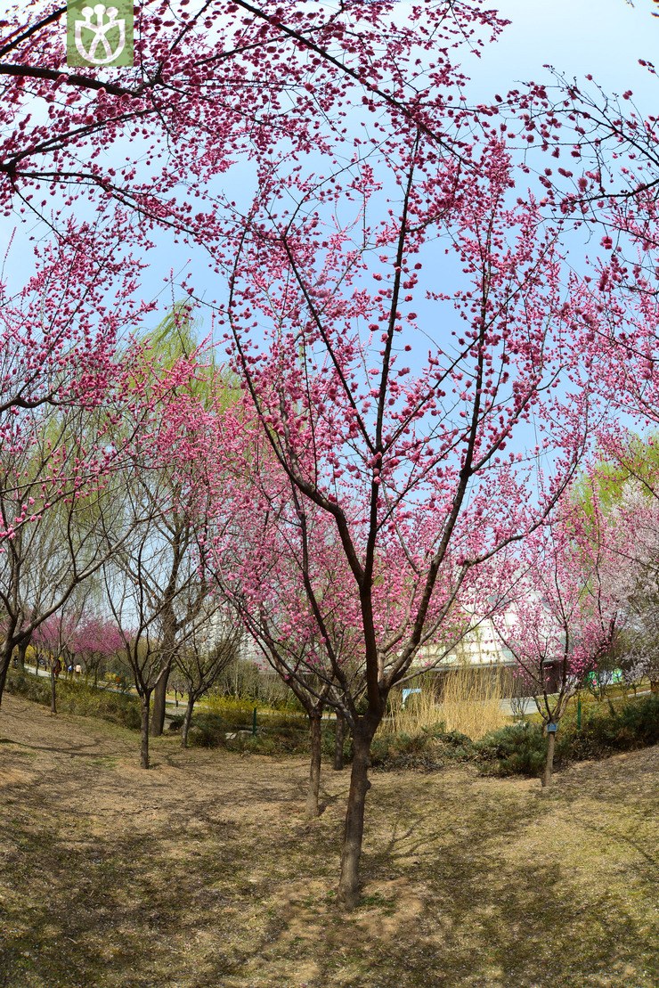 杏梅(prunus mume var. bungo) (1).jpg 相邻时间拍摄的照片      张