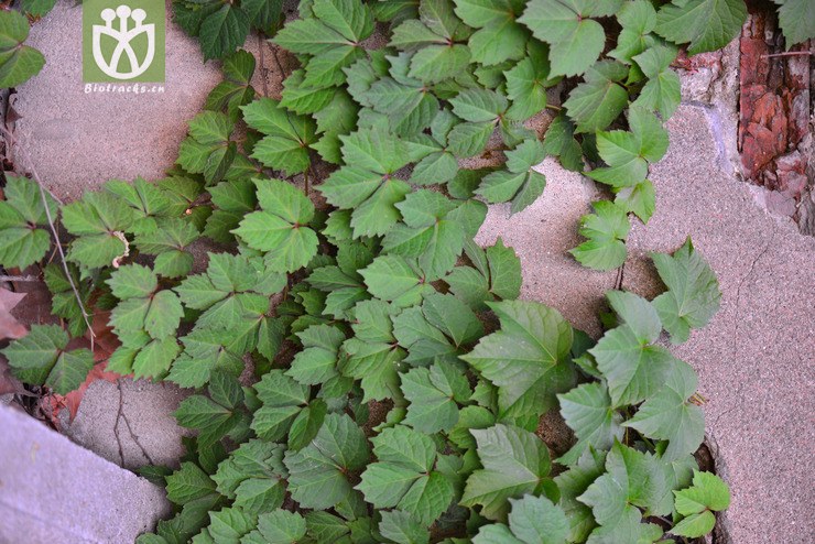 异叶地锦(parthenocissus dalzielii) (2).