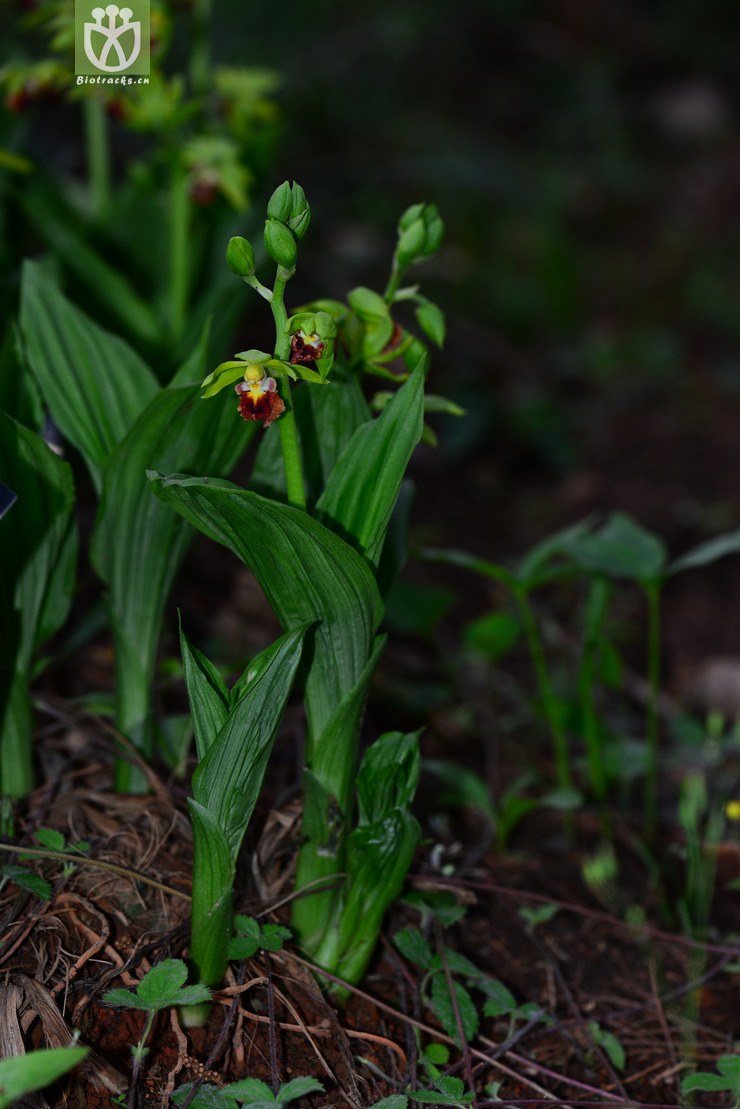 三棱虾脊兰(calanthe tricarinata) (2).