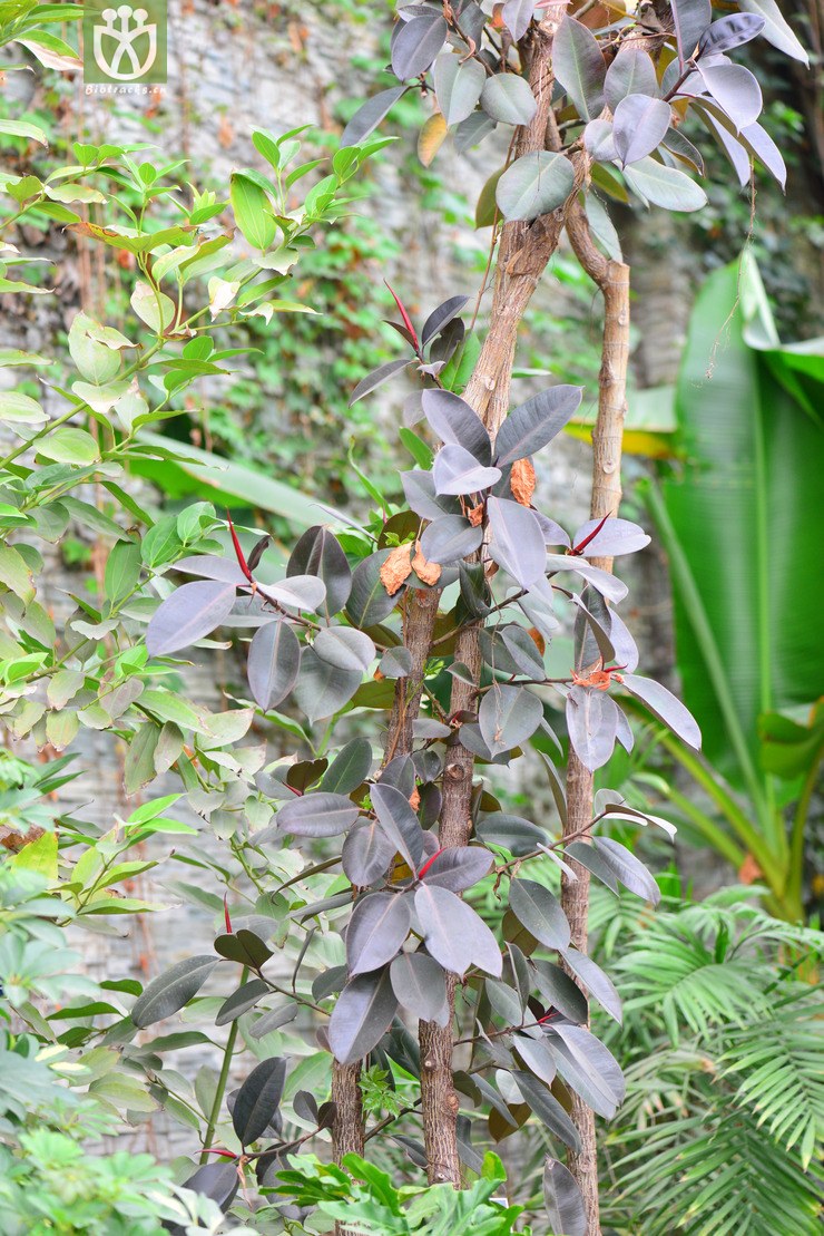 印度榕(ficus elastica) (0).jpg 相邻时间拍摄的照片      张