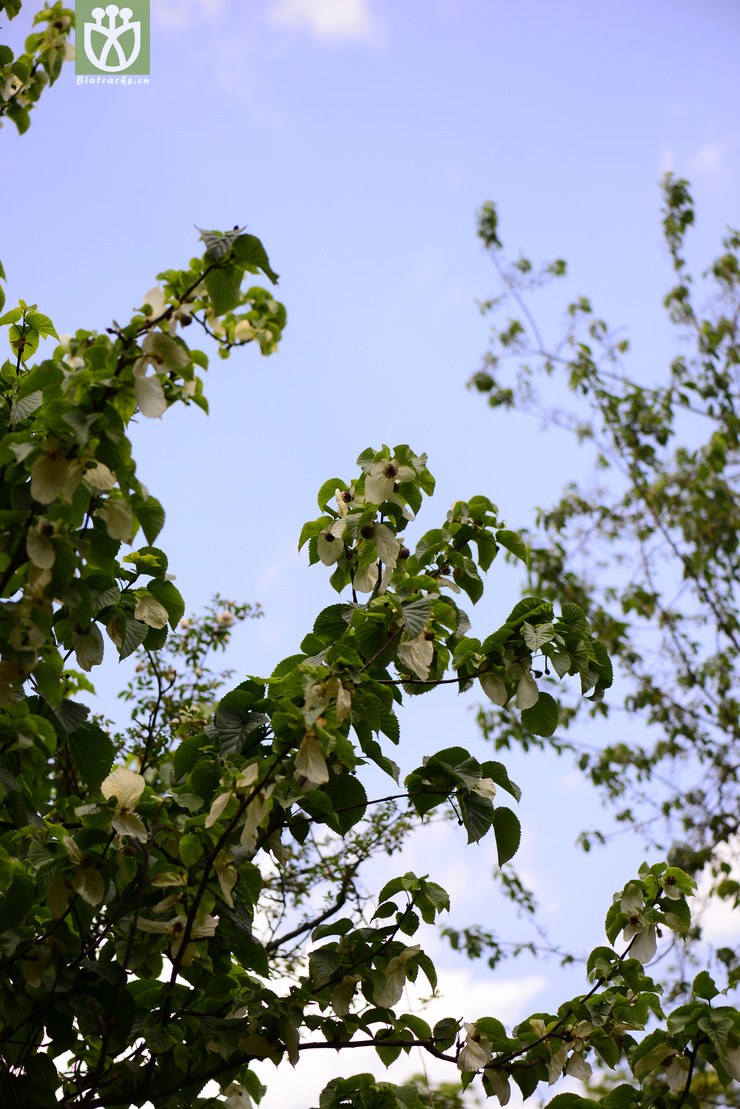 光叶珙桐(davidia involucrata var. vilmoriniana) (9).