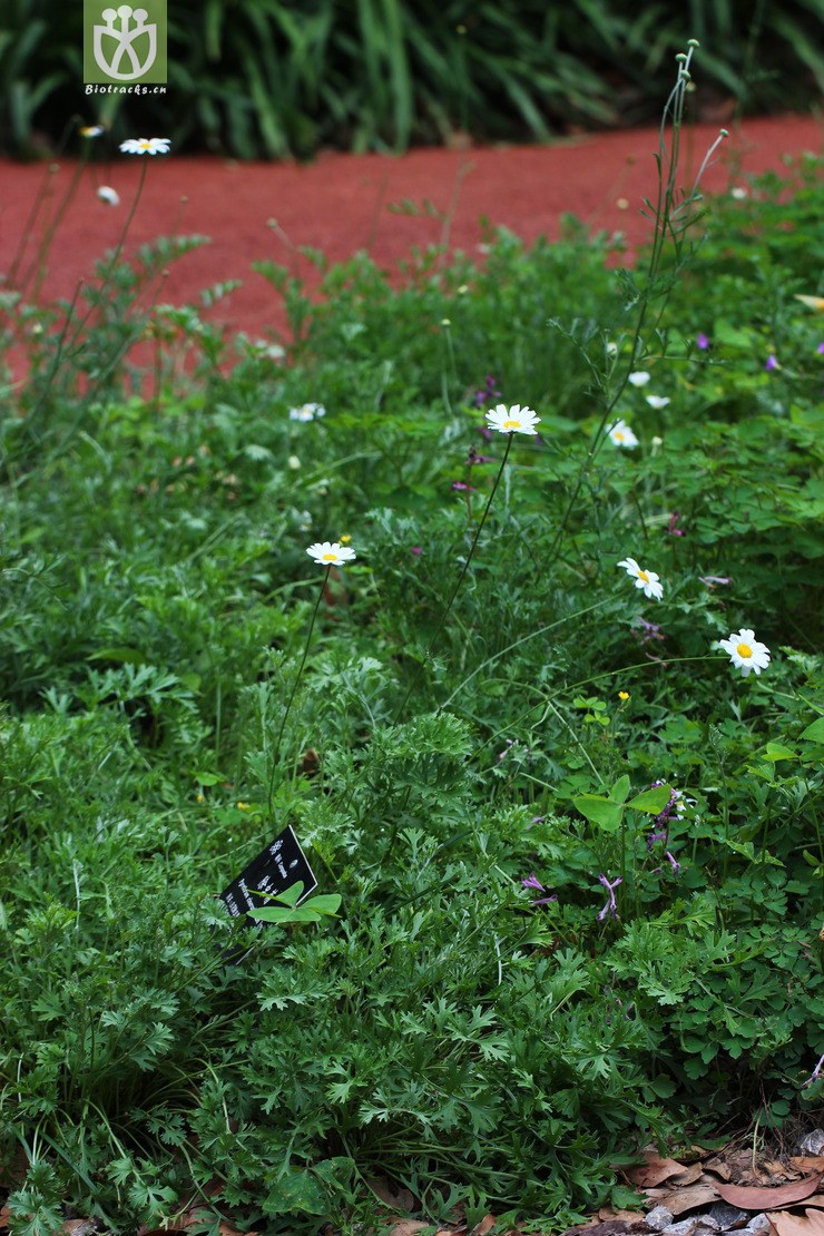 除虫菊(pyrethrum cinerariifolium) (2).