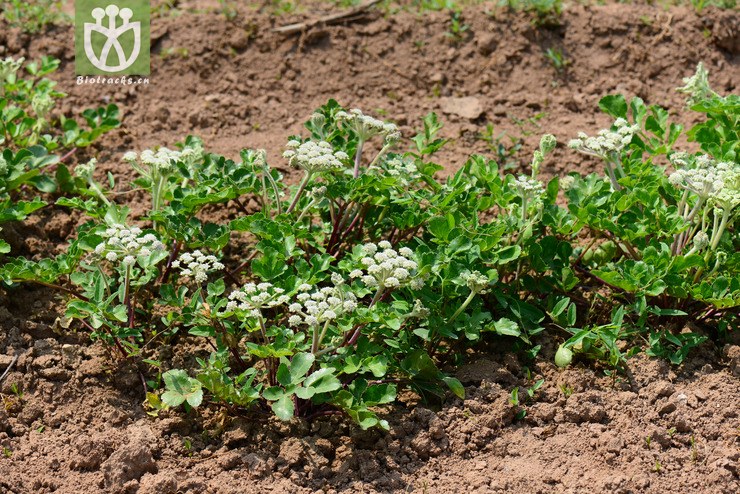 珊瑚菜(glehnia littoralis) (2).jpg 相邻时间拍摄的照片      张