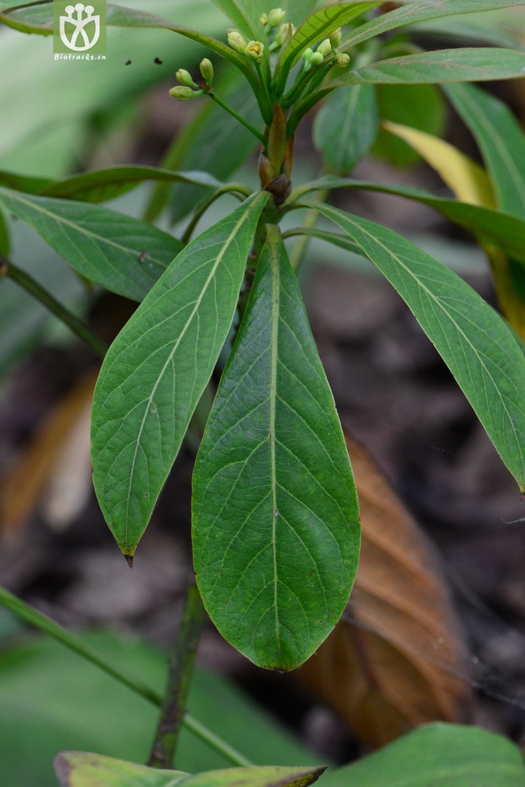 樟科(lauraceae) (1).jpg 相邻时间拍摄的照片      张