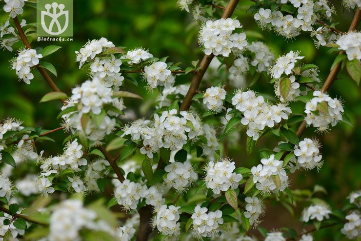 三叶海棠(malus sieboldii) (0).jpg 相邻时间拍摄的照片      张