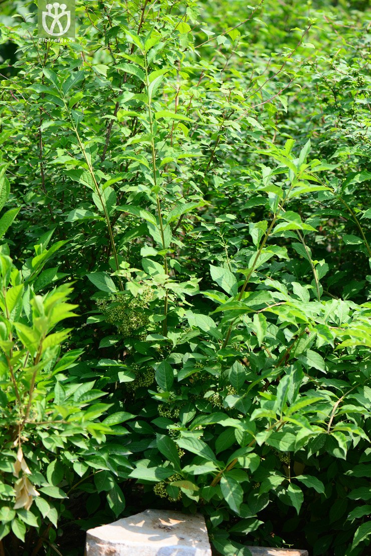 栓翅卫矛(euonymus phellomanus) (25).