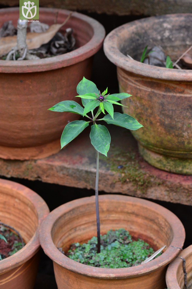 宽瓣重楼 (1).jpg 相邻时间拍摄的照片      张