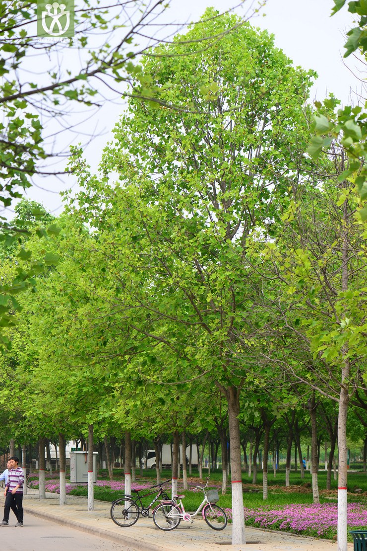 鹅掌楸(liriodendron chinense) (1).jpg 相邻时间拍摄的照片    31张