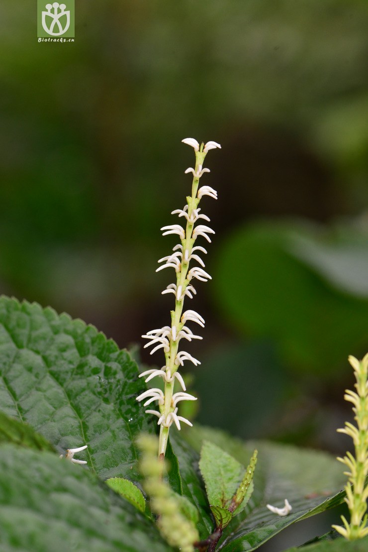 全缘金粟兰(chloranthus holostegius) (4).