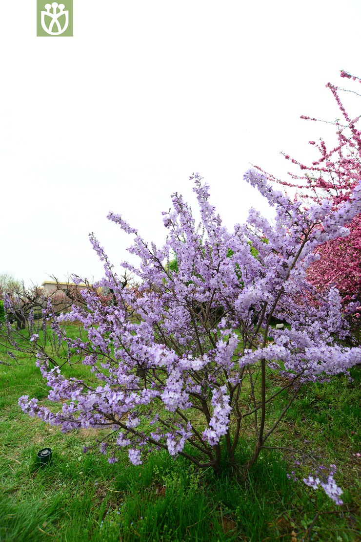 芫花(daphne genkwa) (0).jpg 相邻时间拍摄的照片      张