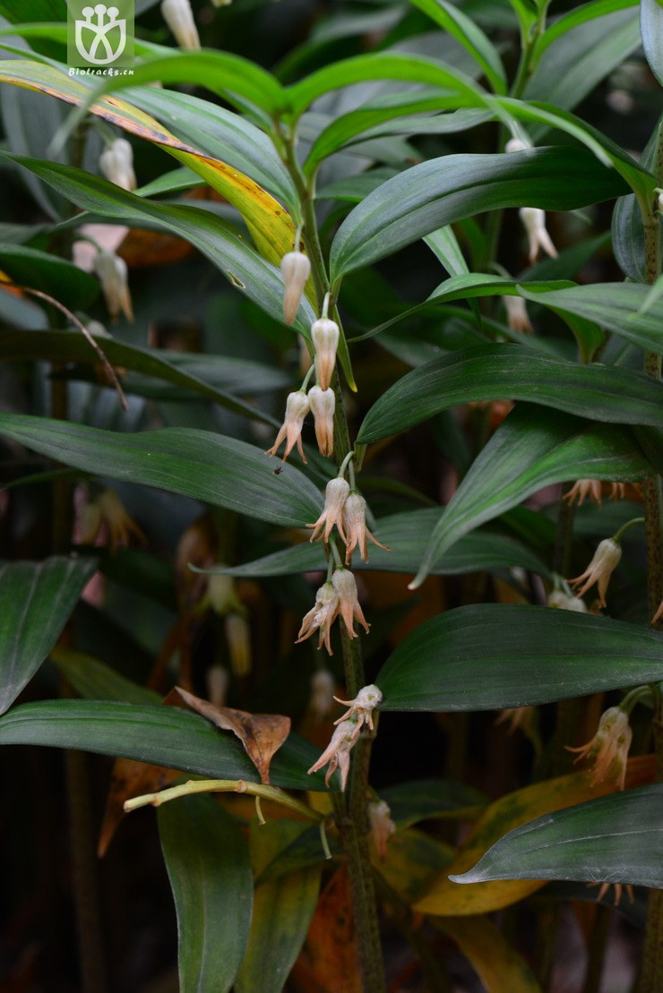 深裂竹根七(disporopsis pernyi) (16).