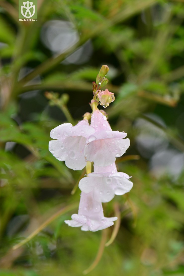 两头毛(incarvillea arguta) (3).jpg 相邻时间拍摄的照片      张