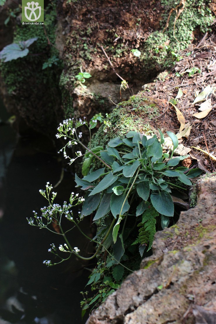 蜘蛛香(valeriana jatamansi) (4).jpg 相邻时间拍摄的照片      张