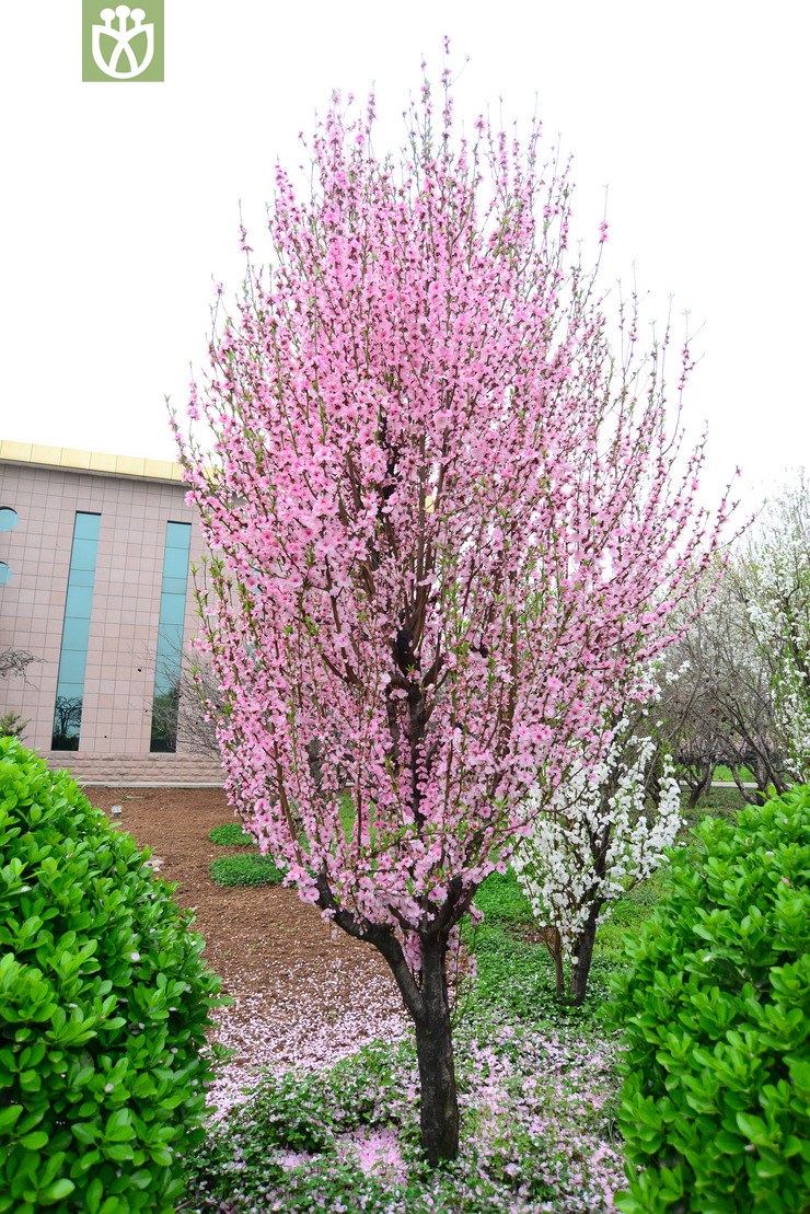塔型碧桃(prunus persica f. pyramidalis) (2).