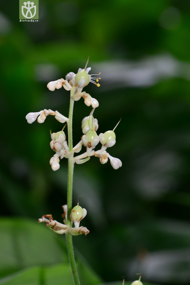 杜若(pollia japonica) (2).jpg 相邻时间拍摄的照片      张