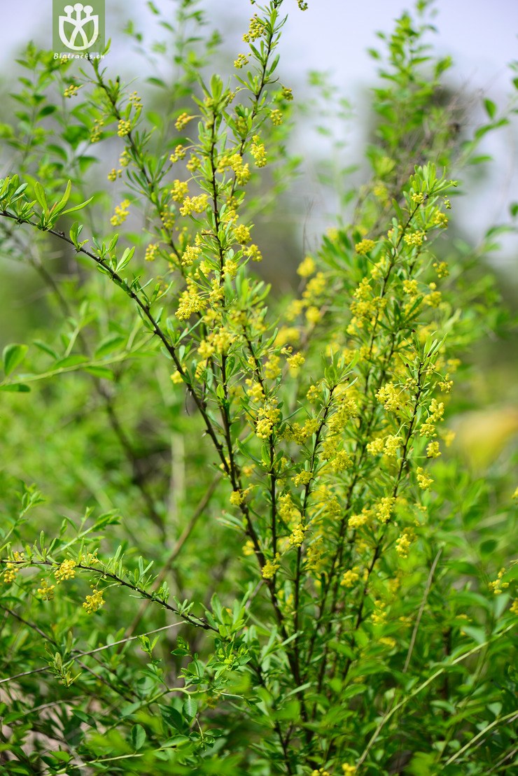 45% 细叶小檗(berberis poiretii) (1).