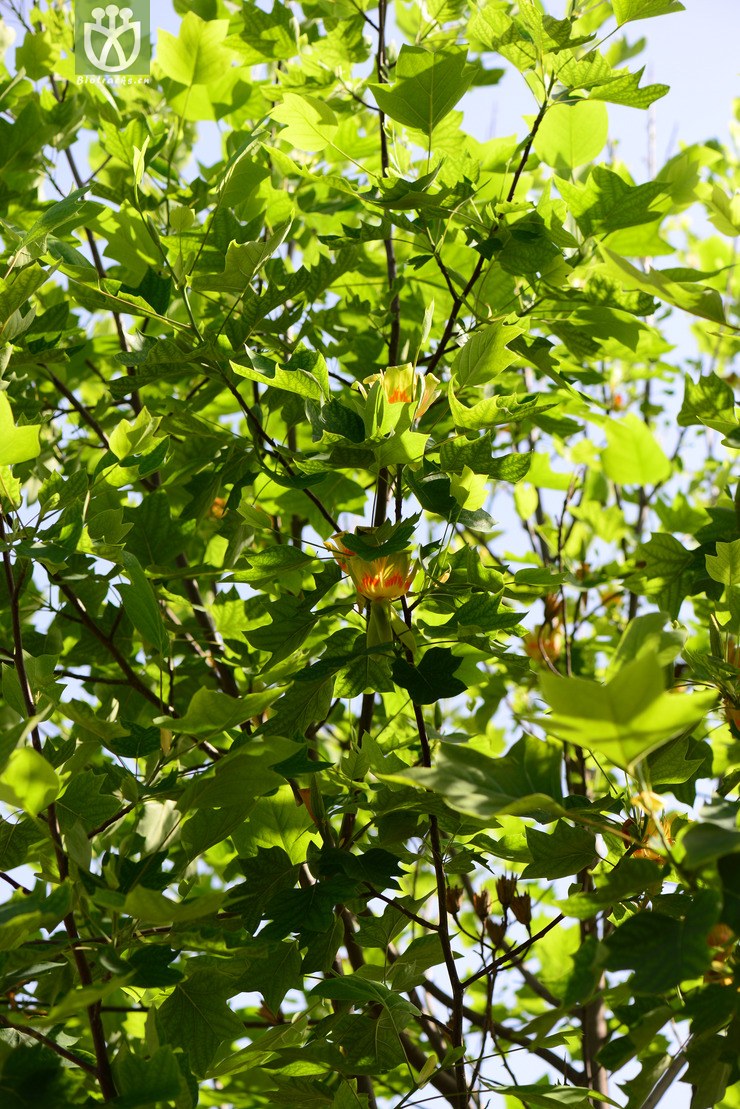 北美鹅掌楸(liriodendron tulipifera(77.