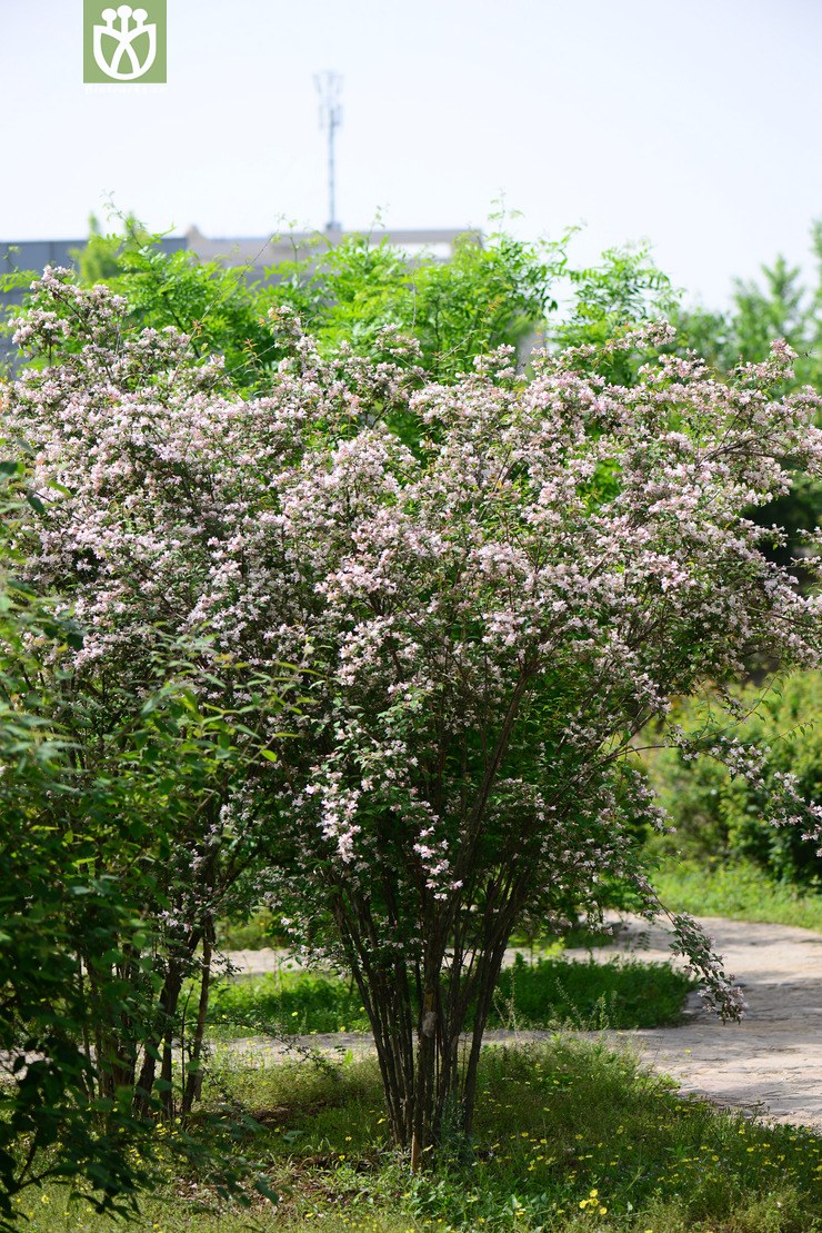 猬实(kolkwitzia amabilis) (13).jpg 相邻时间拍摄的照片      张