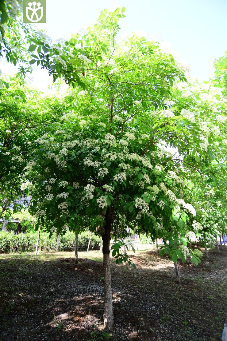 图片信息-kingdonia-植物云数据