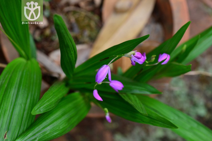 小白及(bletilla formosana) (2)jpg 相邻时间拍摄的照片      张