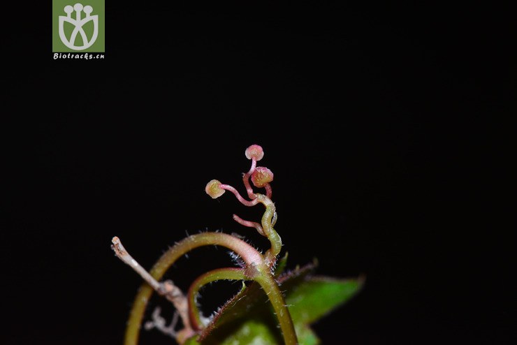 异叶地锦(parthenocissus dalzielii) (4).