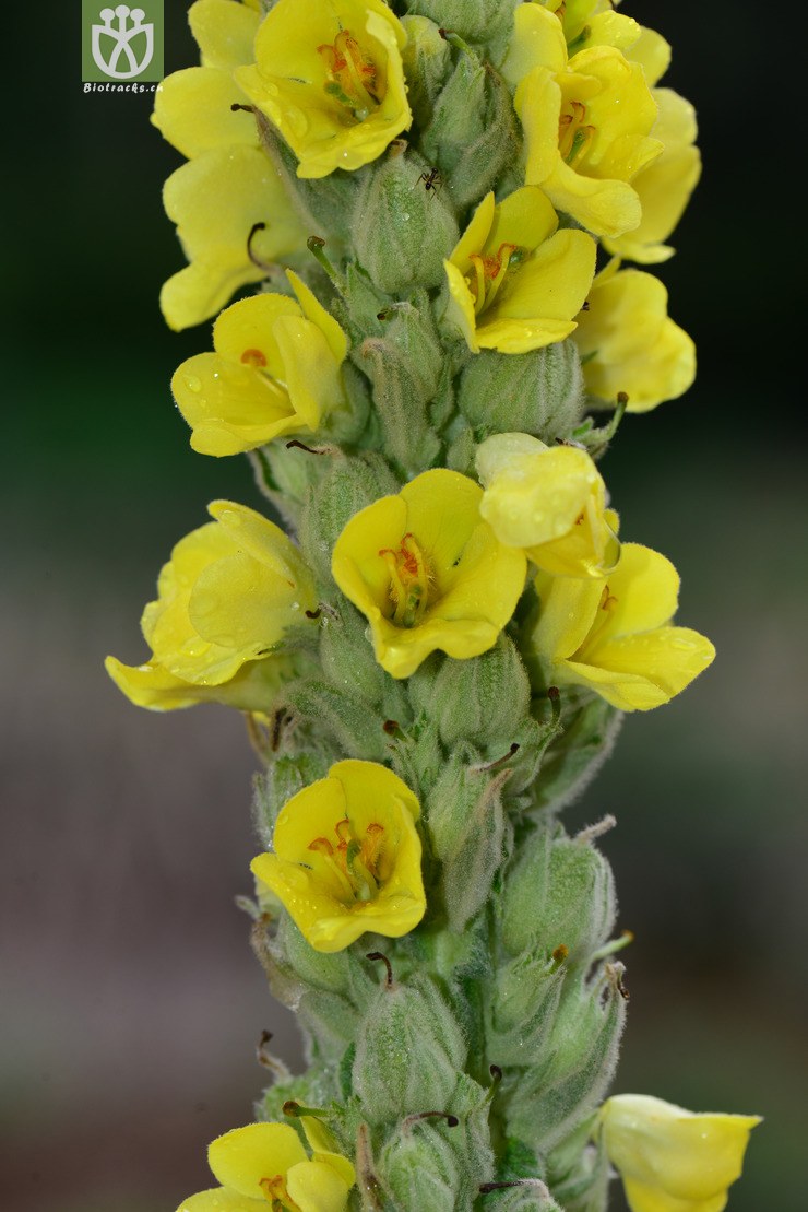 毛蕊花(verbascum thapsus) (3).jpg 相邻时间拍摄的照片      张