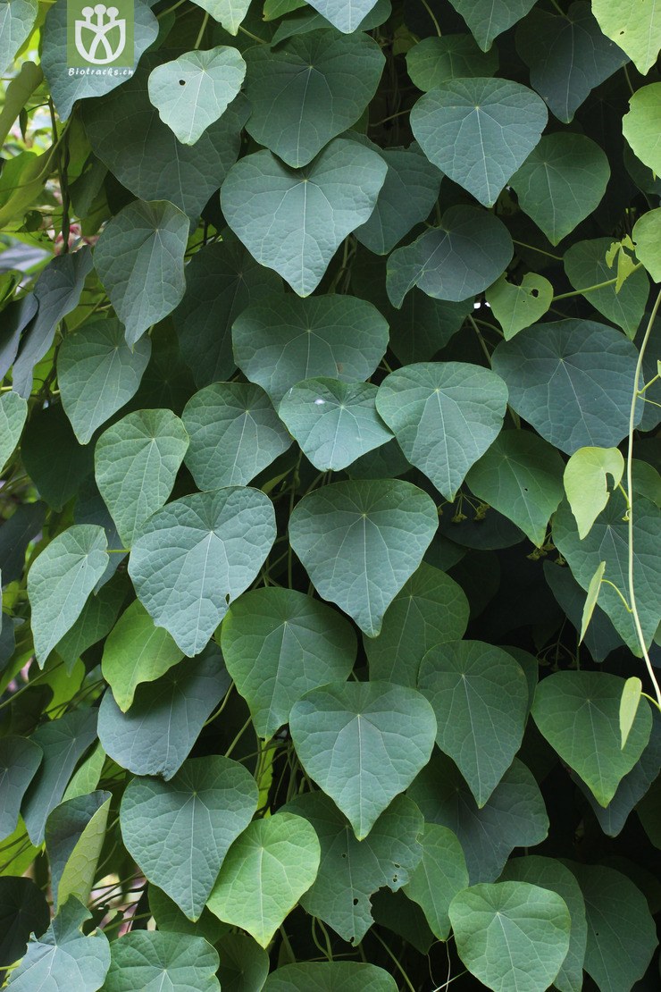 地不容(stephania epigaea) (3).jpg 相邻时间拍摄的照片      张