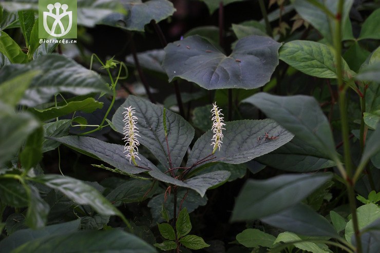 全缘金粟兰(chloranthus holostegius) (2).