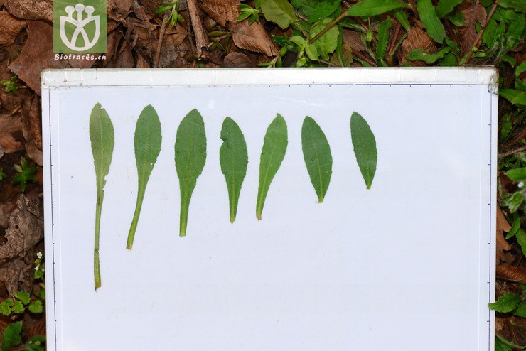 图片信息-kingdonia-植物云数据