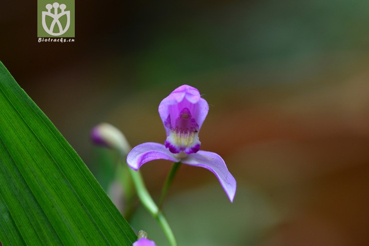 小白及(bletilla formosana) (1).jpg 相邻时间拍摄的照片      张