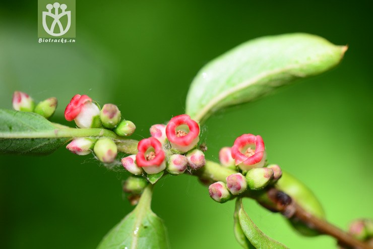 君迁子(diospyros lotus) (16).jpg 相邻时间拍摄的照片      张