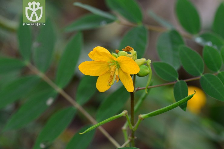 蝶形花科(fabaceae) (5).jpg 相邻时间拍摄的照片      张