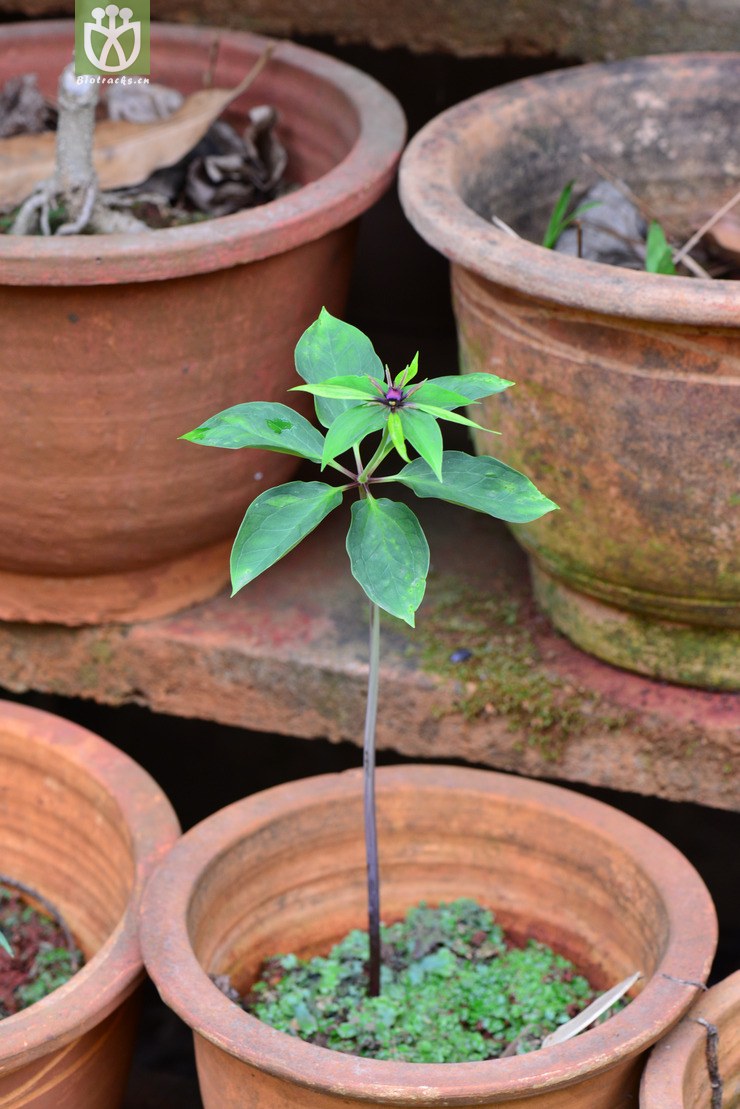 宽瓣重楼 (0).jpg 相邻时间拍摄的照片      张