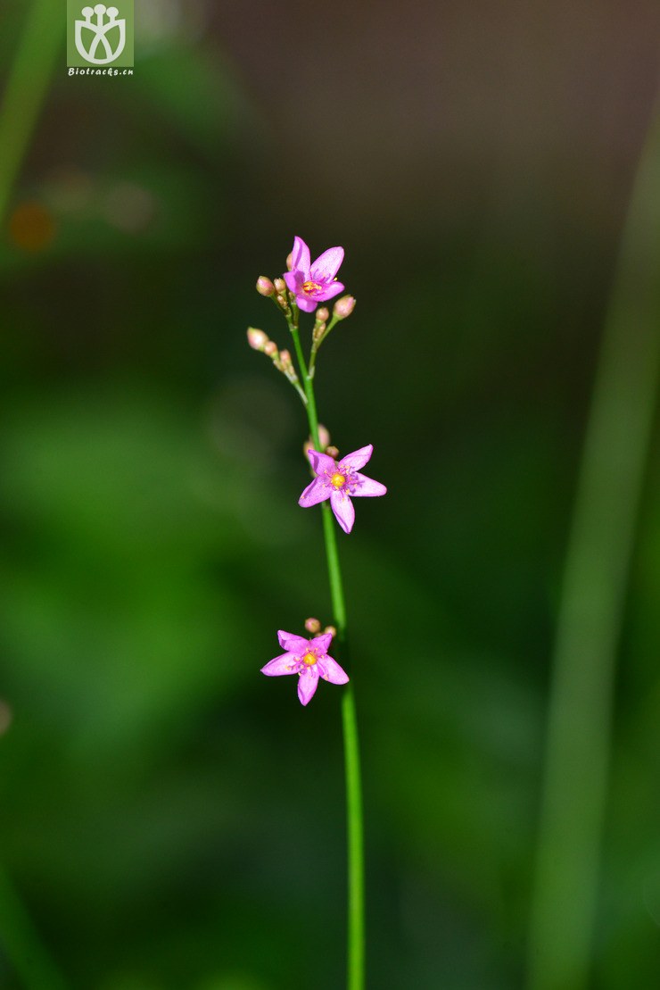 土人参(talinum paniculatum) (16).jpg 相邻时间拍摄的照片      张