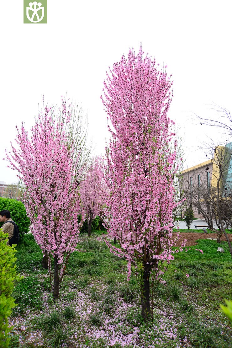 塔型碧桃(prunus persica f. pyramidalis) (0).