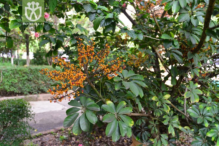 鹅掌藤(schefflera arboricola) (34).