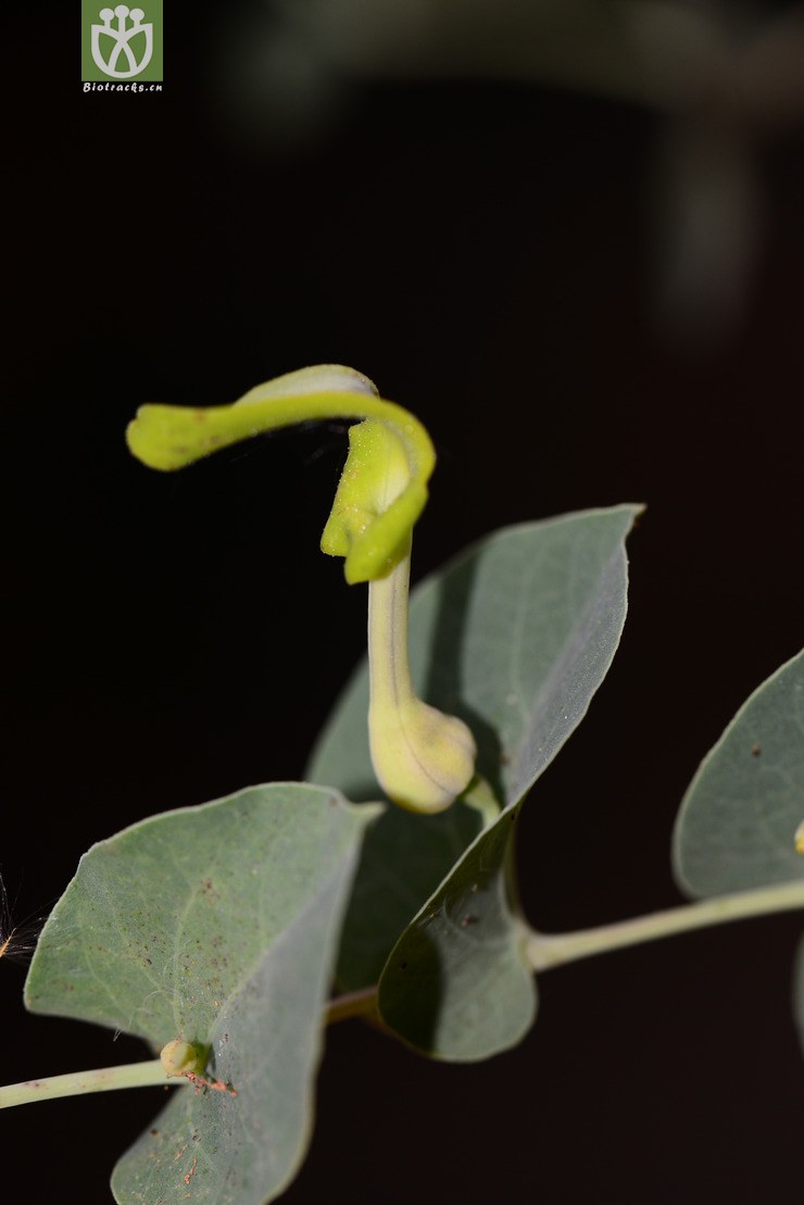 贯叶马兜铃(aristolochia delavayi) (6).jpg