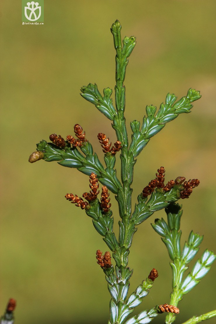 福建柏(fokienia hodginsii) (4).jpg 相邻时间拍摄的照片      张