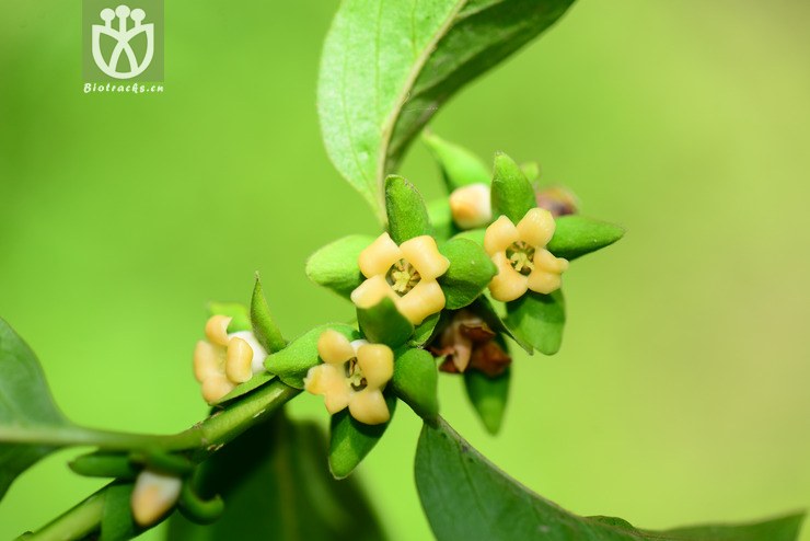 君迁子(diospyros lotus) (26).jpg 相邻时间拍摄的照片      张