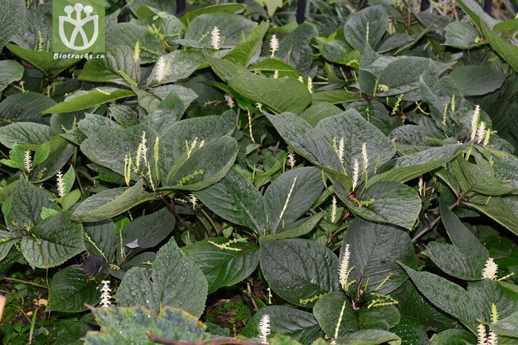 全缘金粟兰(chloranthus holostegius) (7).