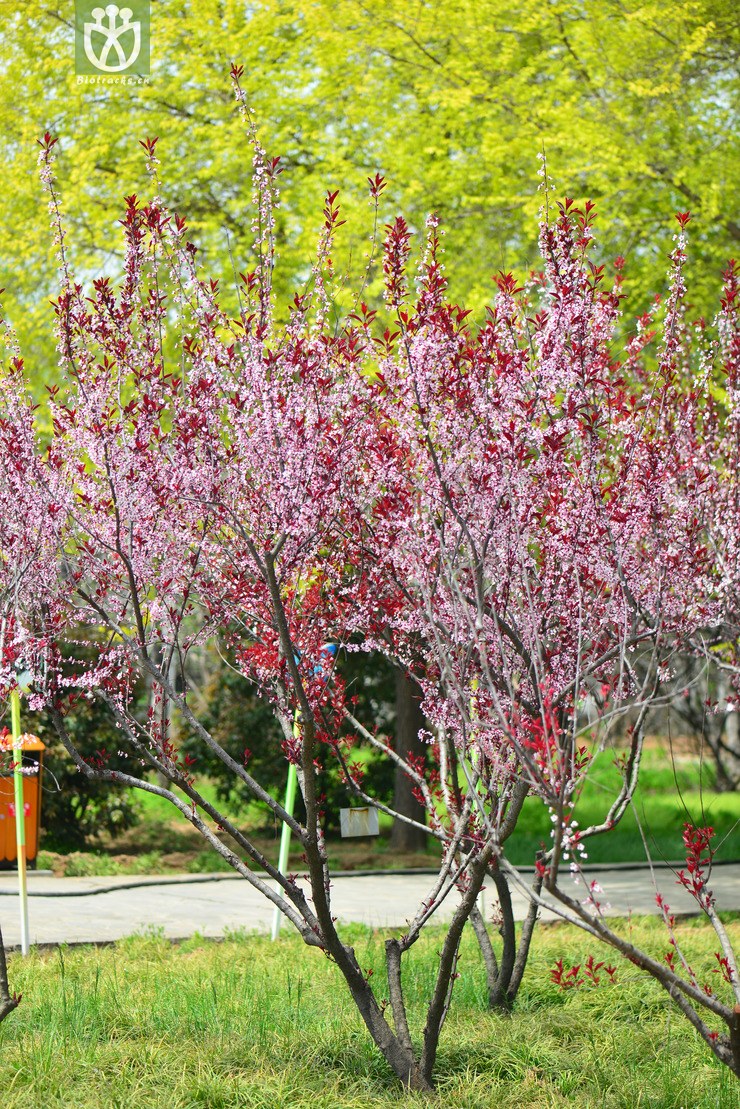 图片信息-kingdonia-植物云数据