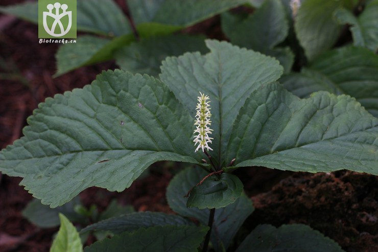 全缘金粟兰(chloranthus holostegius) (0).