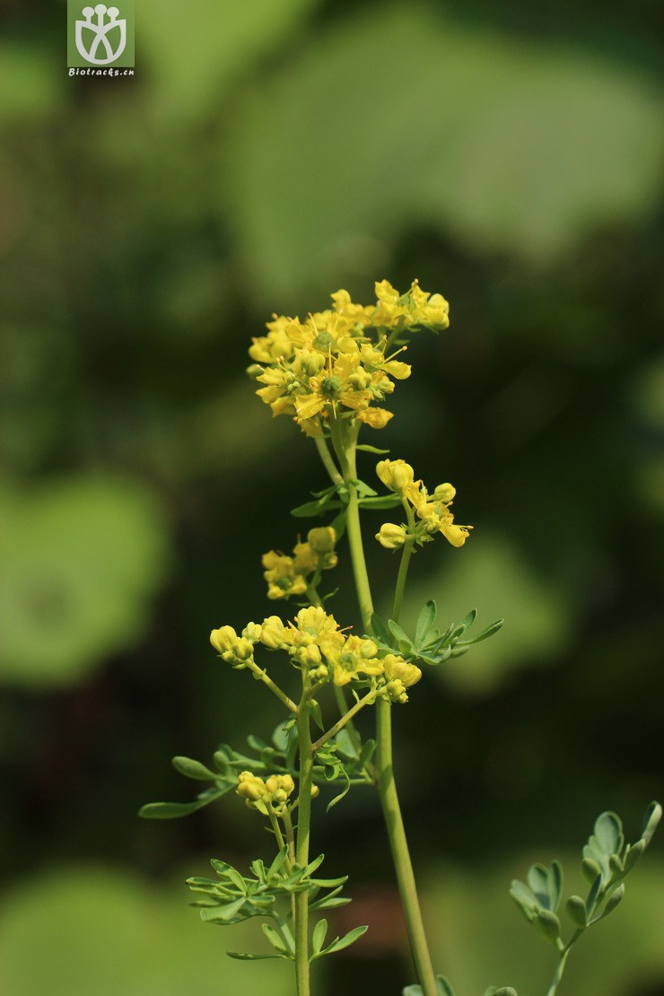 芸香(ruta graveolens) (1).jpg 相鄰時間拍攝的照片 31張