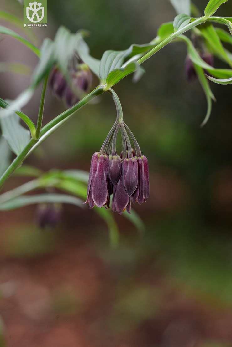 万寿竹(disporum cantoniense) (3).jpg 相邻时间拍摄的照片      张