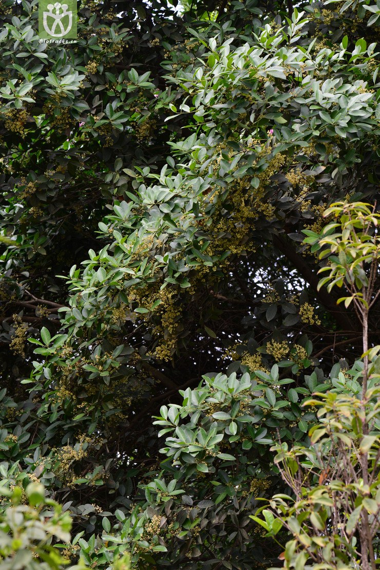 尖叶木樨榄花图片