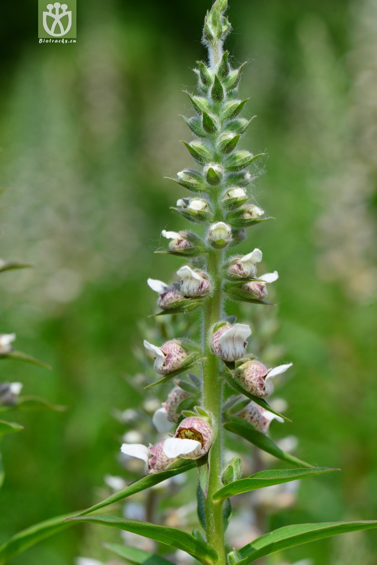 狭叶毛地黄(digitalis lanata) (17).jpg 相邻时间拍摄的照片      张