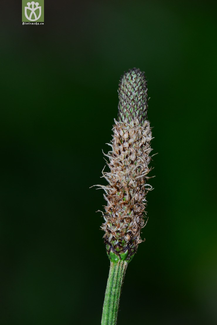 长叶车前(plantago lanceolata) (4).jpg 相邻时间拍摄的照片      张