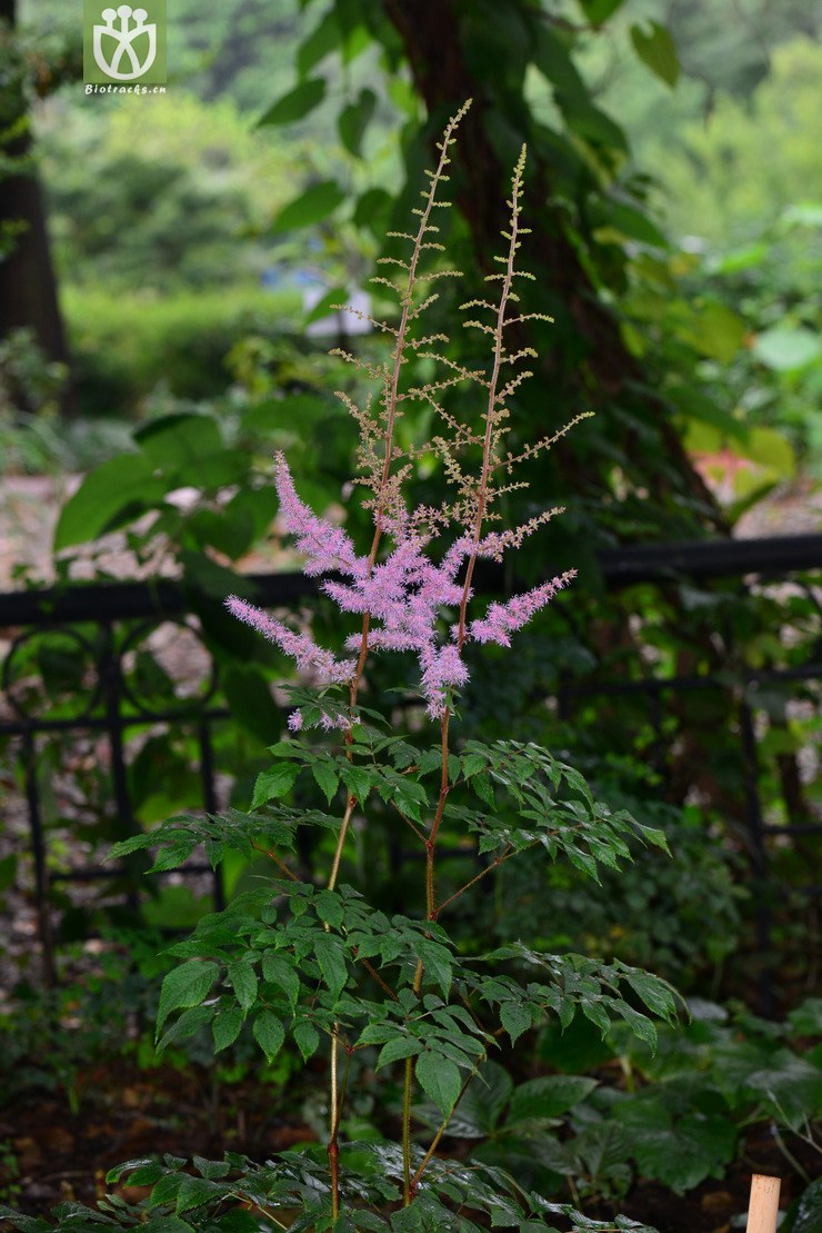 大落新妇(astilbe grandis) (9).jpg 相邻时间拍摄的照片      张